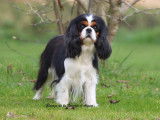 1 femelle Cavalier King Charles LOF à vendre, tricolore, née en avril 2021