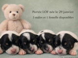 4 chiots Jack Russell LOF à réserver, nés en janvier 2026