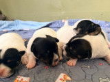 4 chiots Jack Russell LOF à réserver, nés en janvier 2026