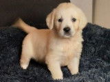 9 chiots Golden Retriever non LOF à réserver, nés en décembre 2025, 4 femelles et 5 mâles