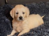 9 chiots Golden Retriever non LOF à réserver, nés en décembre 2025, 4 femelles et 5 mâles