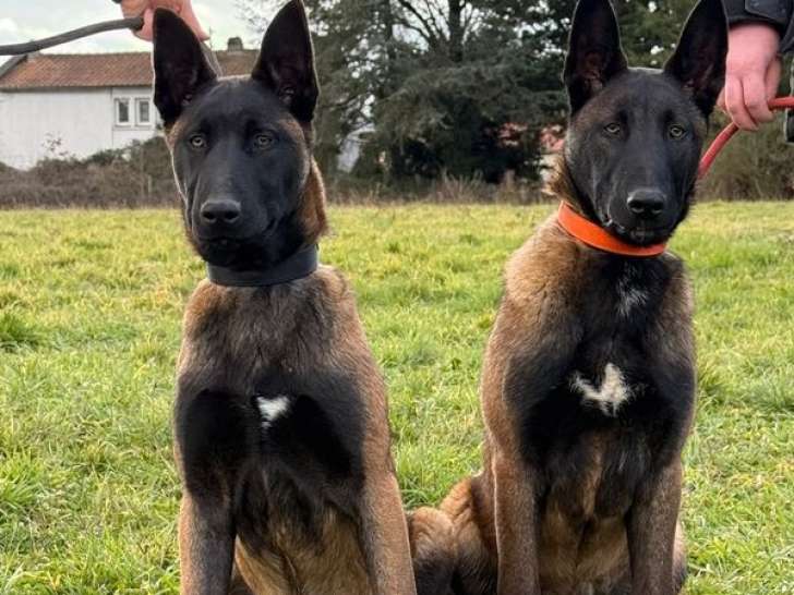 Chiots Berger Belge Malinois LOF à réserver, naissance prévue en mars 2026
