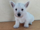 Chiots West Highland White Terrier à vendre (2 femelles & 1 mâle)