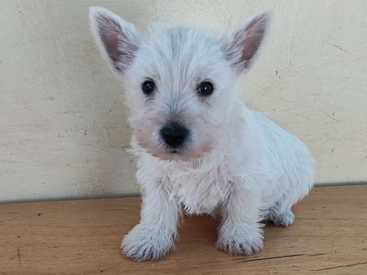 Chiots West Highland White Terrier à vendre (2 femelles & 1 mâle)
