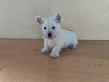Chiots West Highland White Terrier à vendre (2 femelles & 1 mâle)