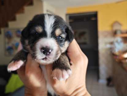 Chiots Berger Australien