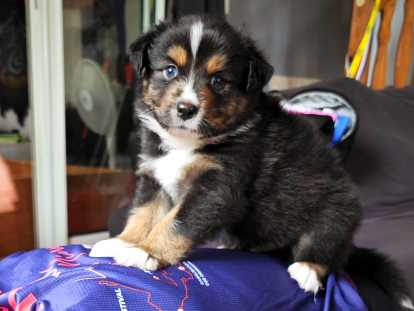 Chiots Berger Australien