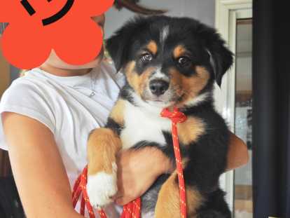 Chiot Berger Australien