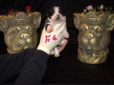 Chiots de race Bulldog Continental à vendre (5 femelles & 5 mâles)