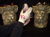 Chiots de race Bulldog Continental à vendre (5 femelles & 5 mâles)