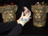 Chiots de race Bulldog Continental à vendre (5 femelles & 5 mâles)