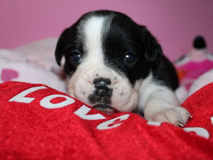 Chiots de race Bulldog Continental à vendre (5 femelles & 5 mâles)