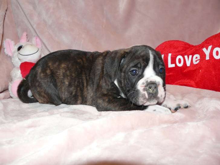 Chiots de race Bulldog Continental à vendre (5 femelles & 5 mâles)