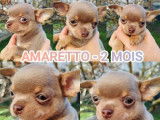 2 mâles Chihuahua LOF à vendre, nés en octobre 2025