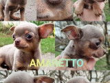 2 mâles Chihuahua LOF à vendre, nés en octobre 2025