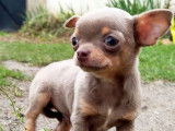 2 mâles Chihuahua LOF à vendre, nés en octobre 2025