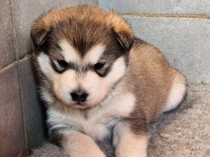 2 chiots Malamute d'Alaska LOF à réserver, 1 mâle et 1 femelle nés en janvier 2026