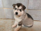 2 chiots Malamute d'Alaska LOF à réserver, 1 mâle et 1 femelle nés en janvier 2026
