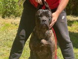 3 femelles Cane Corso LOF à réserver, nées en décembre 2025