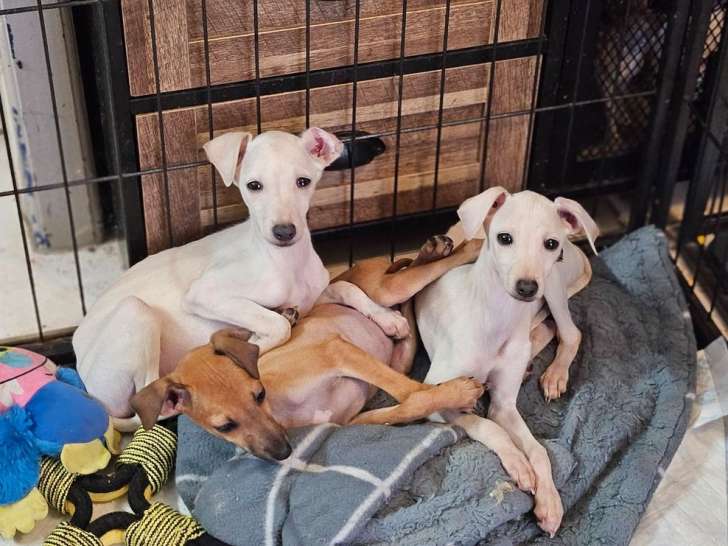 2 mâles Petit Lévrier Italien LOF à vendre, couleur crème