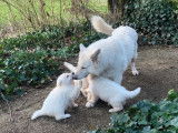 6 chiots Berger Blanc Suisse LOF à vendre, 3 femelles et 3 mâles nés en décembre 2025