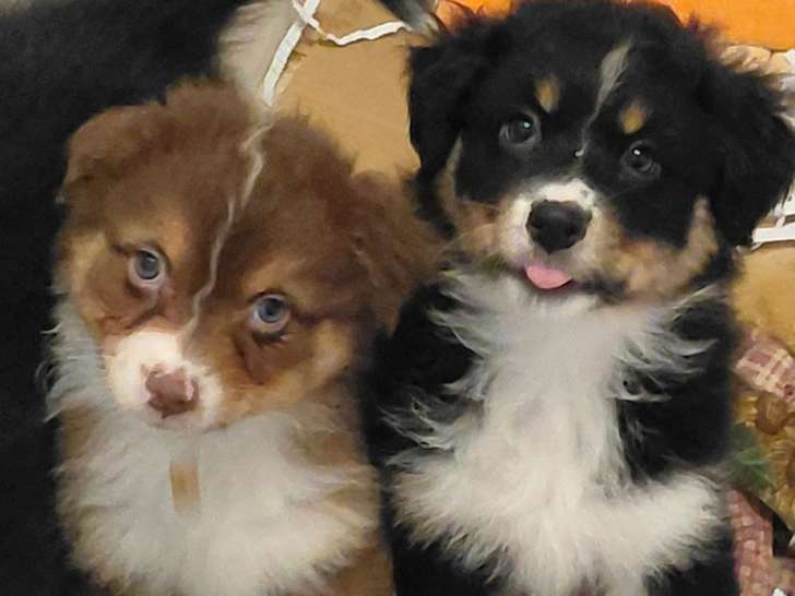 5 chiots Berger Australien LOF à vendre, nés en novembre 2025