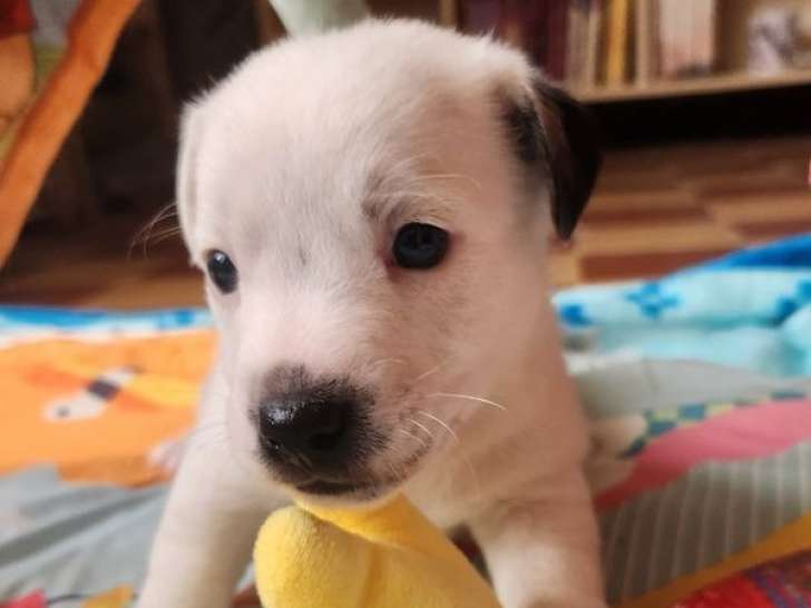 Chiots Jack Russell Terrier LOF à réserver, 4 mâles disponibles, nés en janvier 2026