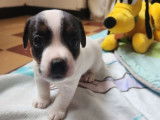 Chiots Jack Russell Terrier LOF à réserver, 4 mâles disponibles, nés en janvier 2026