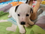 Chiots Jack Russell Terrier LOF à réserver, 4 mâles disponibles, nés en janvier 2026