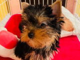 3 chiots femelles Yorkshire Terrier LOF à réserver, nées en janvier 2026