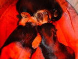 3 chiots femelles Yorkshire Terrier LOF à réserver, nées en janvier 2026