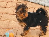 3 chiots femelles Yorkshire Terrier LOF à réserver, nées en janvier 2026