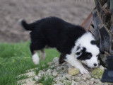 1 femelle Berger Australien LOF à vendre, noir tricolore, née en décembre 2025