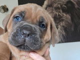 7 chiots Cane Corso LOF à réserver, 4 femelles et 3 mâles, nés en janvier 2026