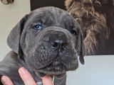 7 chiots Cane Corso LOF à réserver, 4 femelles et 3 mâles, nés en janvier 2026