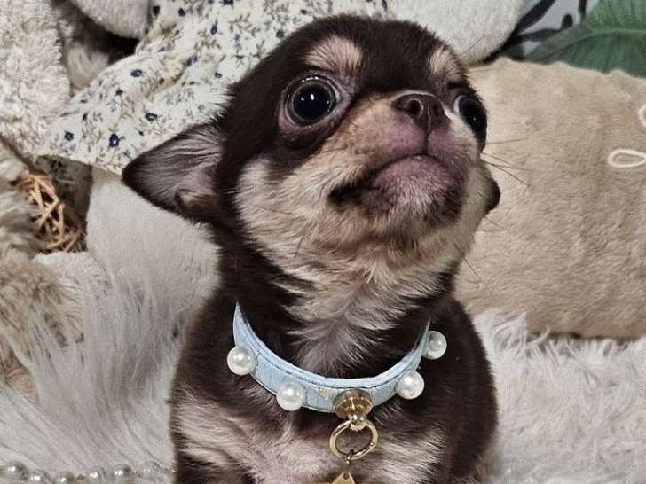 1 mâle Chihuahua LOF à vendre, poils courts, couleur marron et blanc