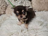 1 mâle Chihuahua LOF à vendre, poils courts, couleur marron et blanc