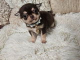 1 mâle Chihuahua LOF à vendre, poils courts, couleur marron et blanc