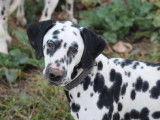 4 chiots mâles Dalmatien LOF à vendre, nés en mai 2025