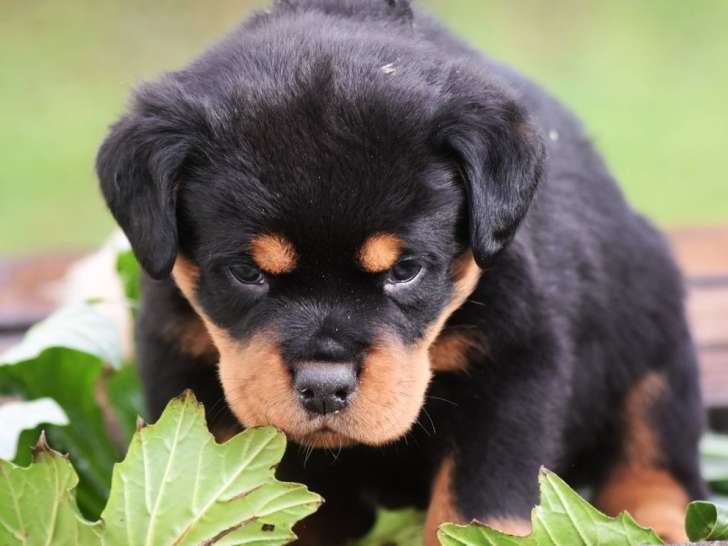 11 chiots Rottweiler LOF à réserver, 10 mâles et 1 femelle, nés en février 2026