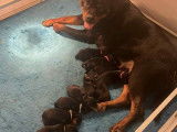 11 chiots Rottweiler LOF à réserver, 10 mâles et 1 femelle, nés en février 2026