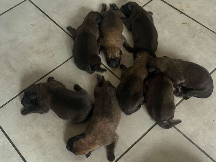 8 chiots Berger Belge Malinois LOF à réserver, 3 mâles et 5 femelles, nés en février 2026