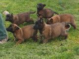 8 chiots Berger Belge Malinois LOF à réserver, 3 mâles et 5 femelles, nés en février 2026