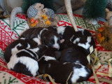 9 chiots English Springer Spaniel à réserver, 3 mâles et 6 femelles, nés en janvier 2026