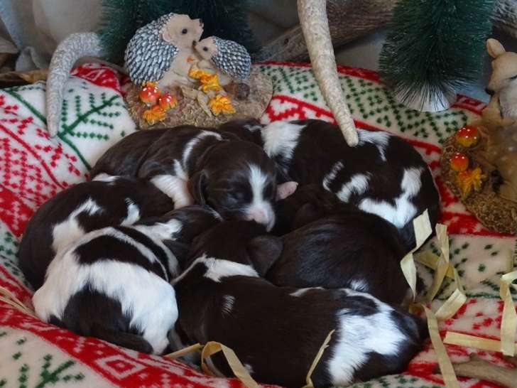 9 chiots English Springer Spaniel à réserver, 3 mâles et 6 femelles, nés en janvier 2026
