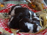 9 chiots English Springer Spaniel à réserver, 3 mâles et 6 femelles, nés en janvier 2026