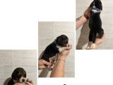 2 chiots Beagle LOF à réserver, mâles, nés en janvier 2026