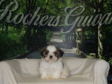 3 chiots Shih Tzu à vendre, mâles, petit gabarit, nés en janvier 2026