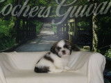 3 chiots Shih Tzu à vendre, mâles, petit gabarit, nés en janvier 2026