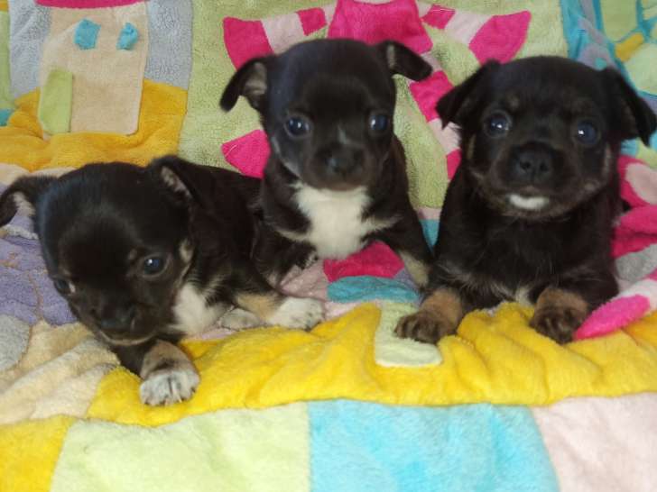 Chiots Chihuahua à réserver